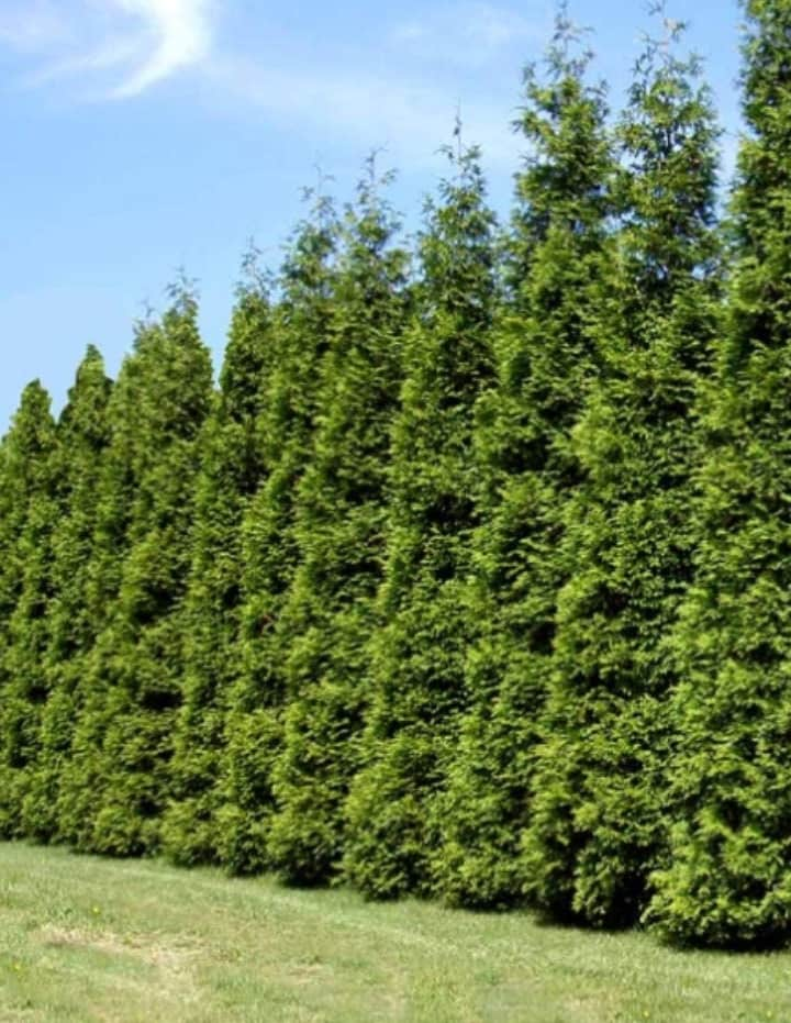 5 Green Giant Arborvitae 6-12 Inches Tall in 2 1/2 Inch Pots, Live Plant, Fast Growing Evergreen, Hedge, Windbreak, Screens, Borders