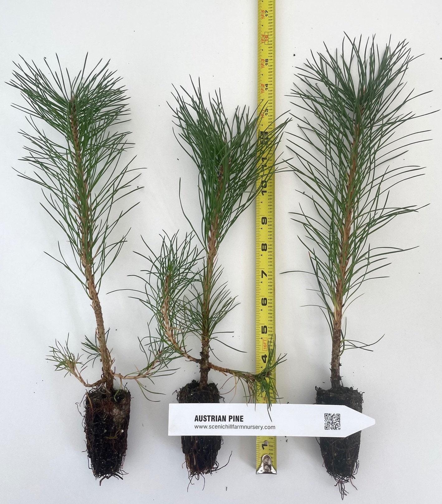 Austrian Pine, Pinus Nigra - -5-8 Inch Potted Tree -Landscape, Christmas Tree, Windbreak, Pre Bonsai